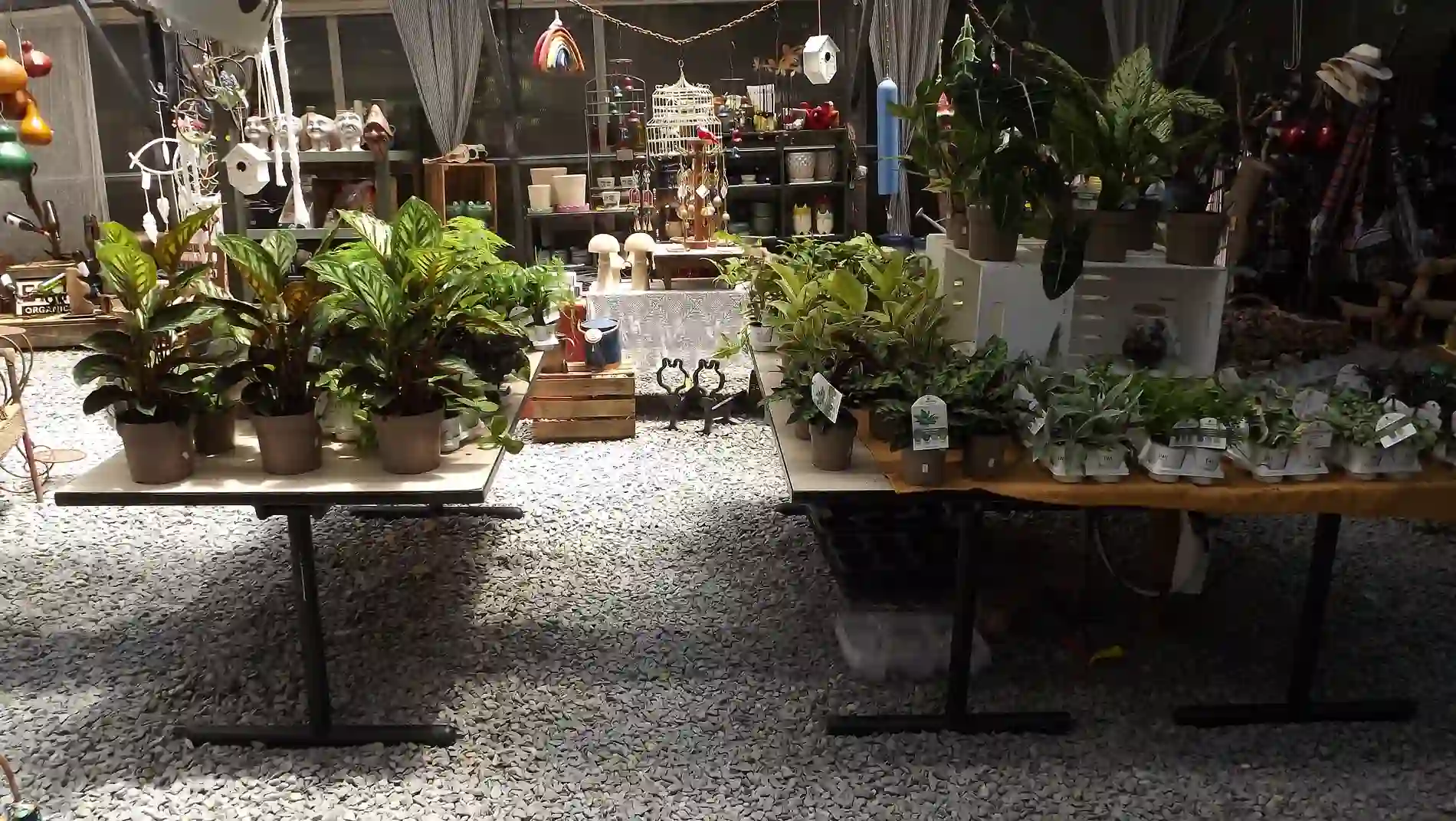 Plants and garden merchandise at Thistle & Thread