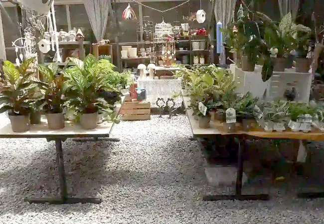Houseplants and botanical merchandise at Thistle & Thread